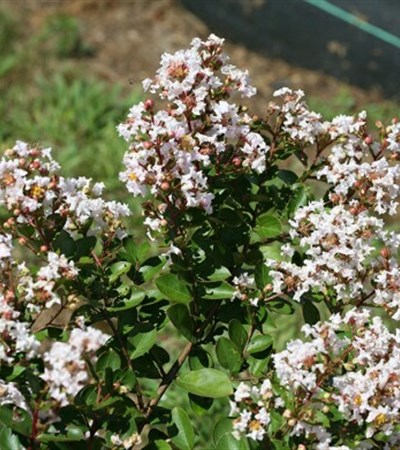 Crape Myrtle Infinitini® White